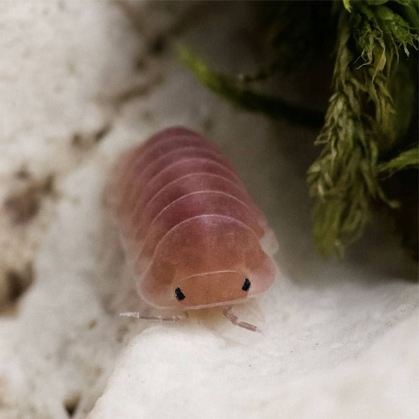 Cubaris spec. "Cherry Blossom"