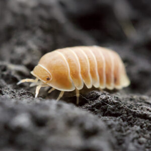 Cubaris spec. "Panda King Citrus"