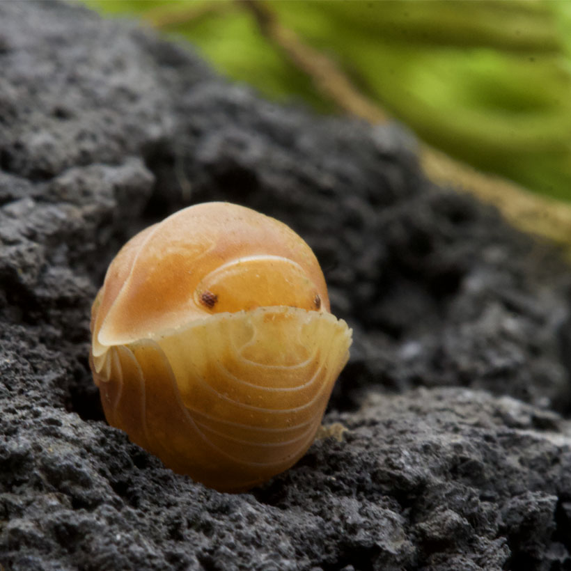 Cubaris spec. "Panda King Citrus"-eingerollt