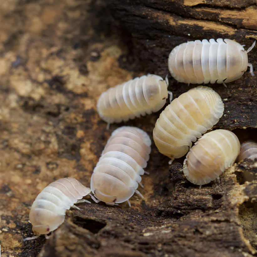 Cubaris spec. "Panda King Pink"-Gruppe