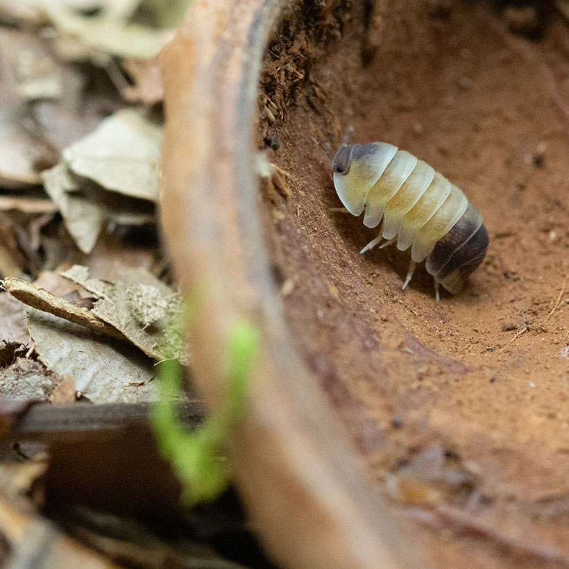 Cubaris spec. "Panda King Tapir"-Nussschale