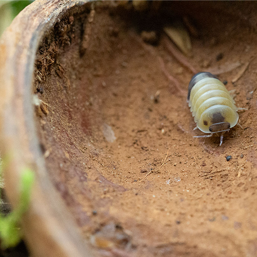 Cubaris spec. "Panda King Tapir"-Nussschale2