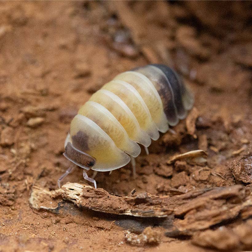 Cubaris spec. "Panda King Tapir"-Seite