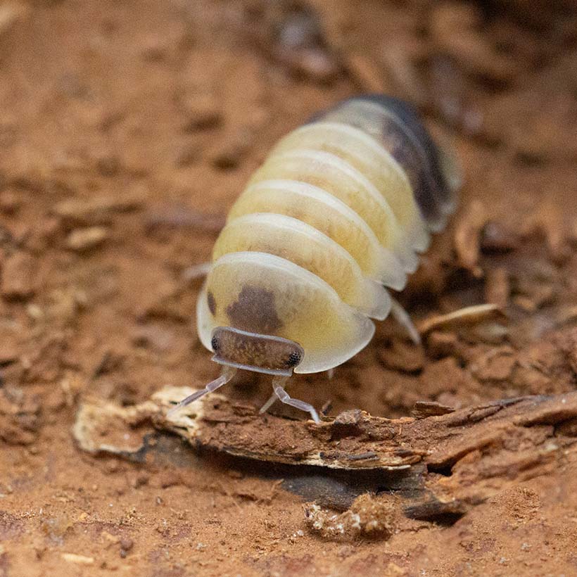 Cubaris spec. "Panda King Tapir"