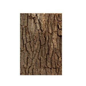 Insektenliebe Korkrückwand