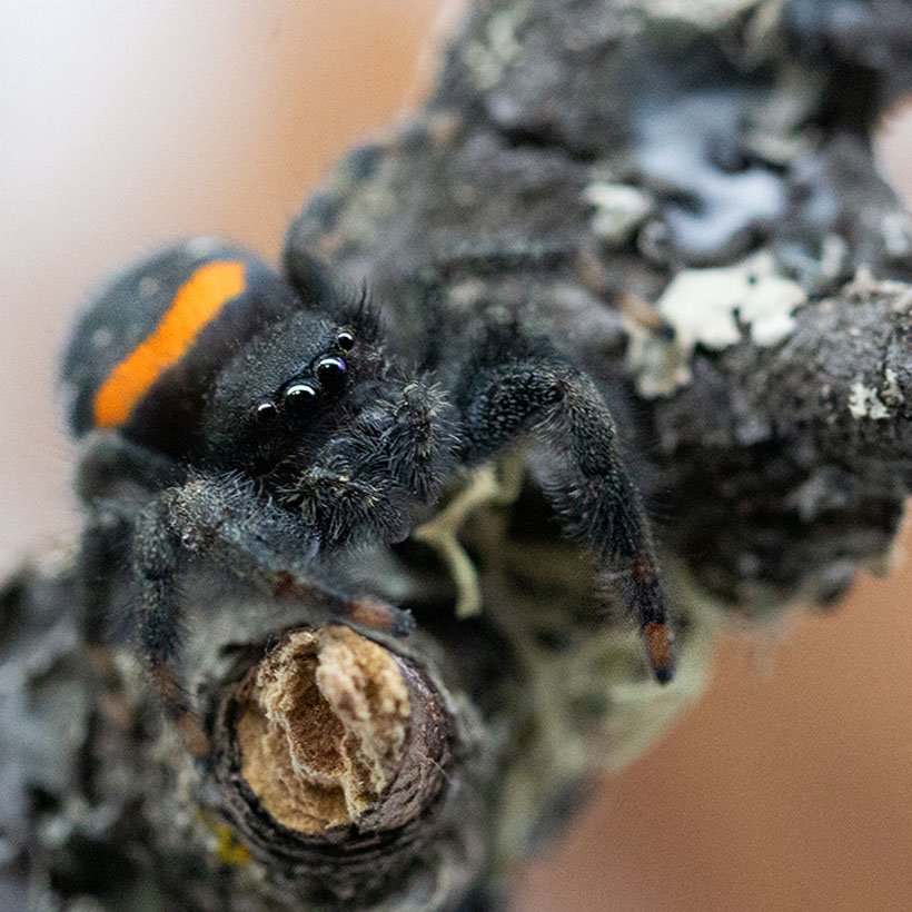 Paraphidippus basalis