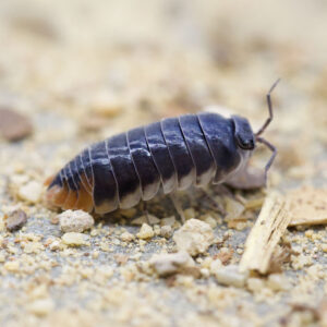 Periscyphis spec. "Hallaniyat Island, Oman" 