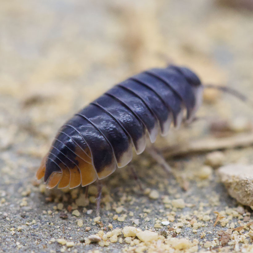 Periscyphis spec. “Hallaniyat Island, Oman”-hinten