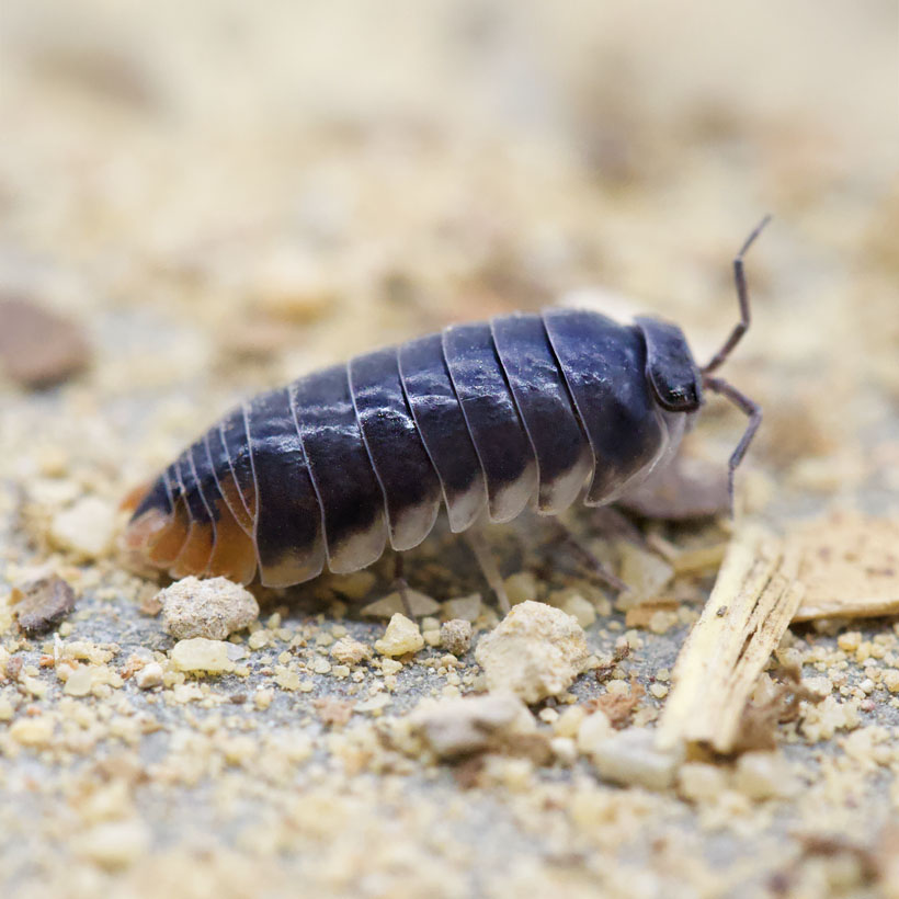 Periscyphis spec. “Hallaniyat Island, Oman”