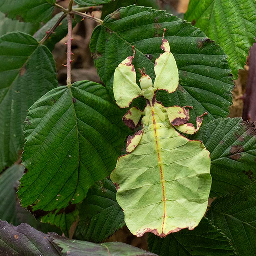 Phyllium giganteum