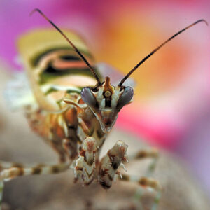 Pseudocreobotra wahlbergii