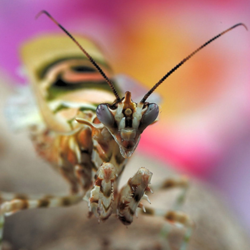 Pseudocreobotra wahlbergii