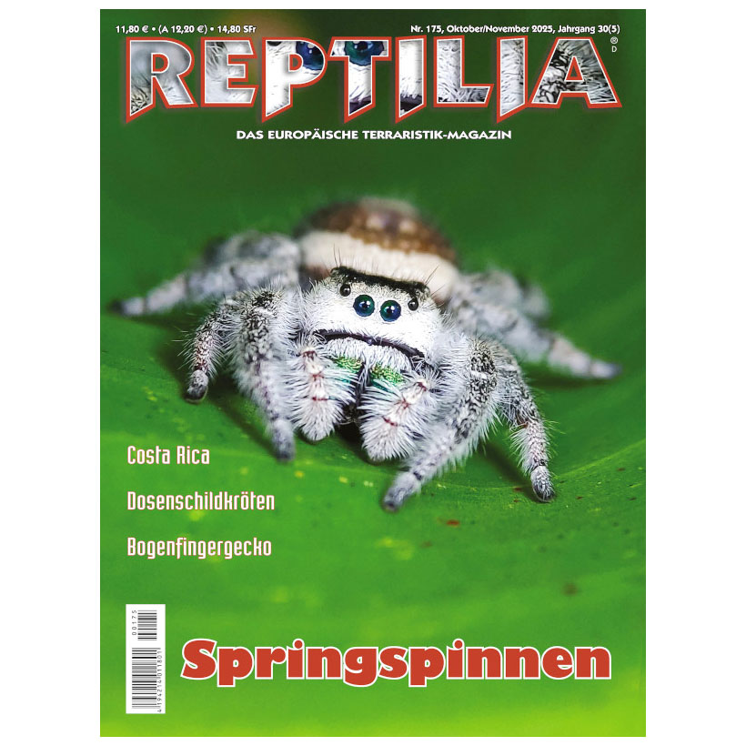 REPTILIA 175 Springspinnen