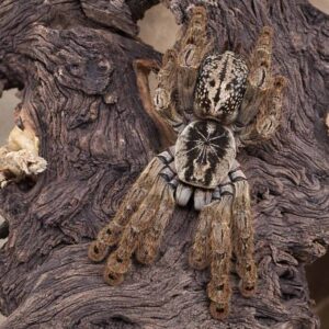 Stromatopelma calceatum