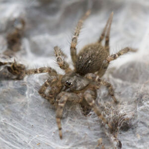 Telechoris striatipes