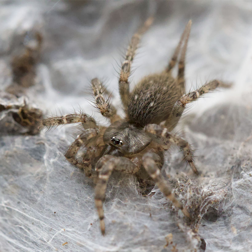 Telechoris striatipes