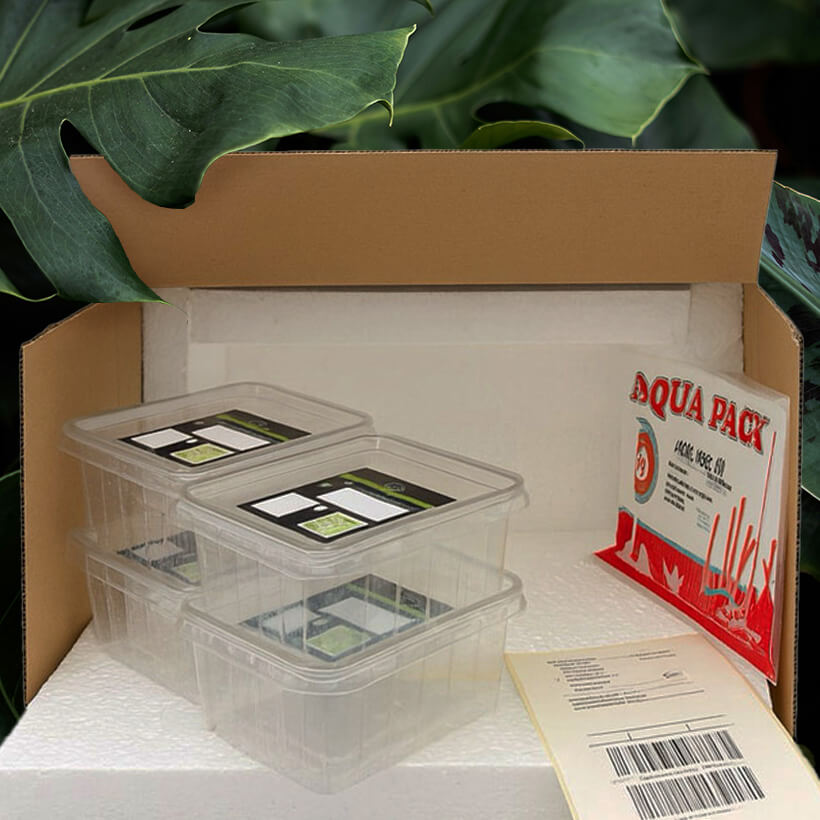 auffangpaket-insektenliebe