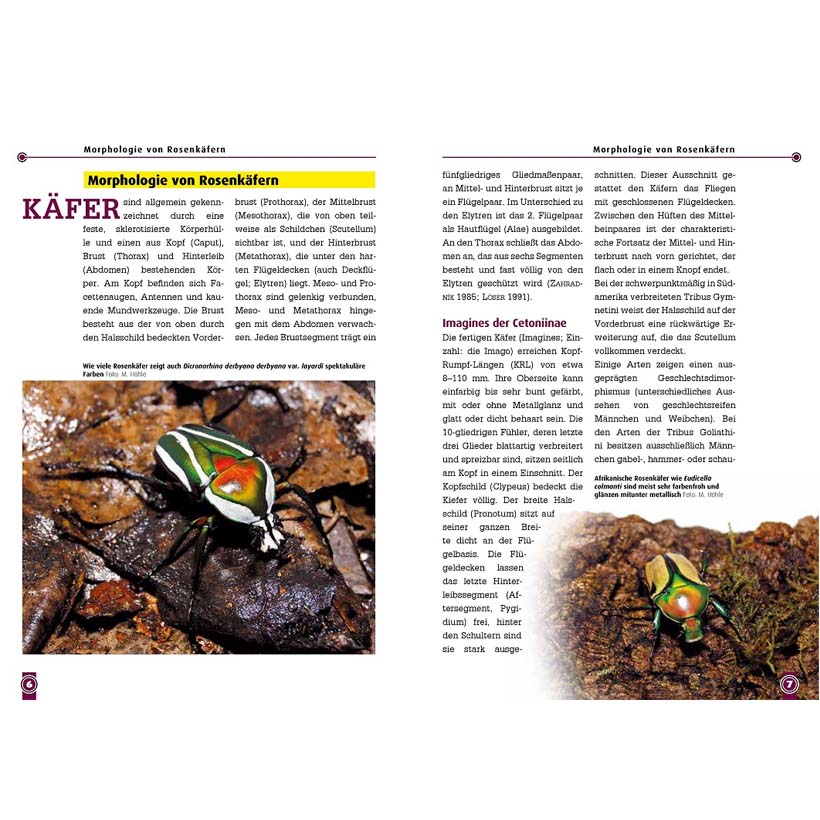 Afrikanische Rosenkäfer – Bild 4