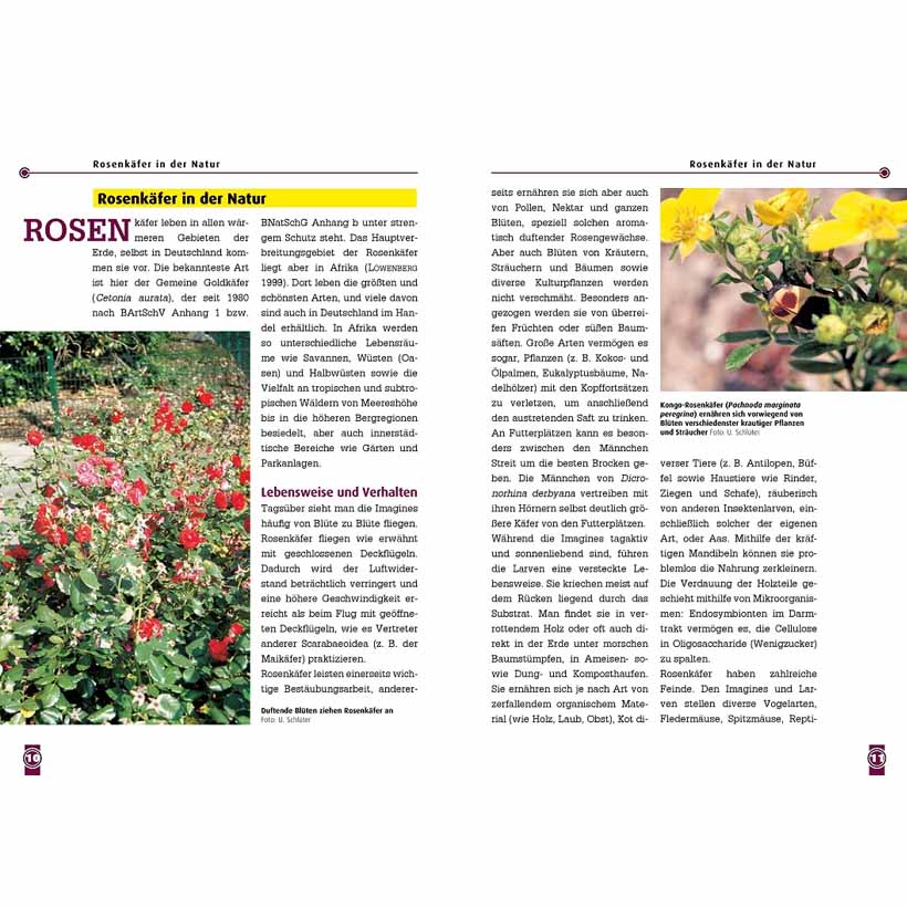 Afrikanische Rosenkäfer – Bild 3