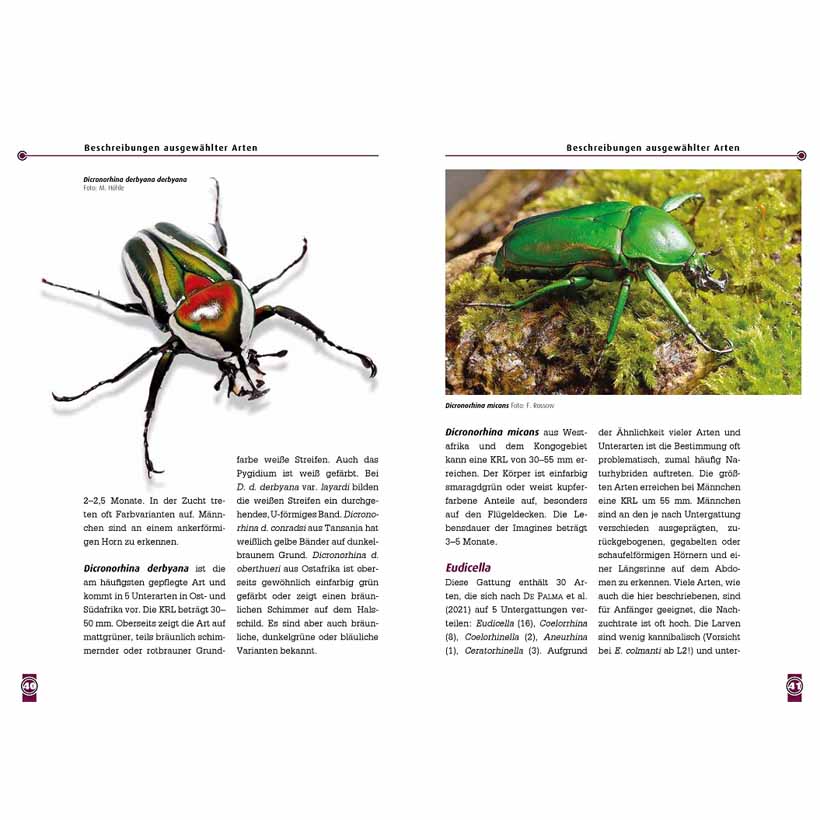 Afrikanische Rosenkäfer – Bild 2