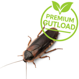 Blaptica dubia Argentinische Waldschabe XL