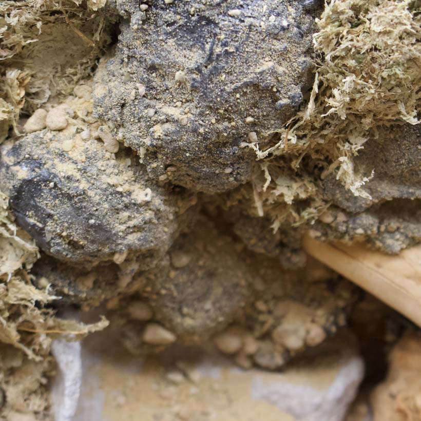 Brachypelma Terrarium Rückwand Modellierschaum