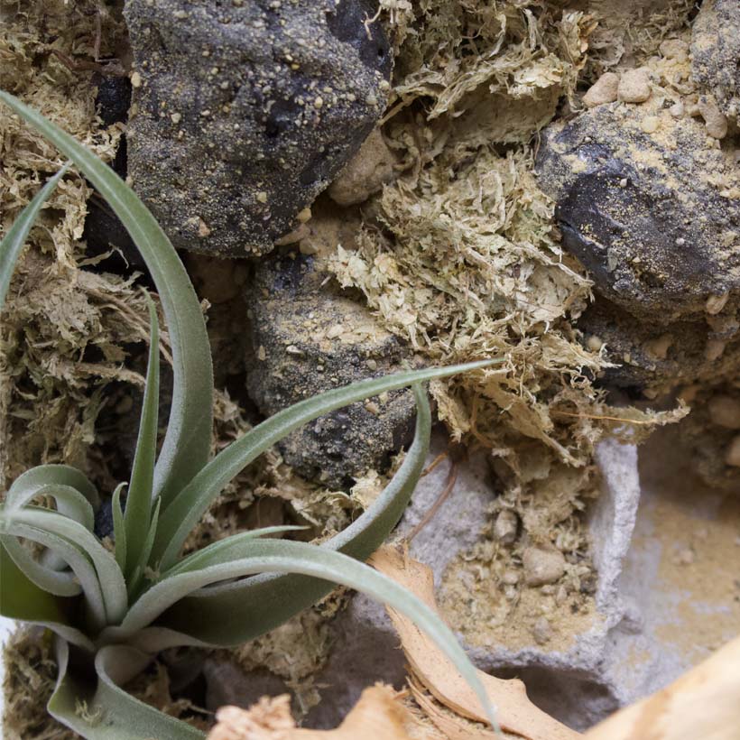 Brachypelma Terrarium Rückwand
