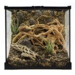 Brachypelma Terrarium einrichten