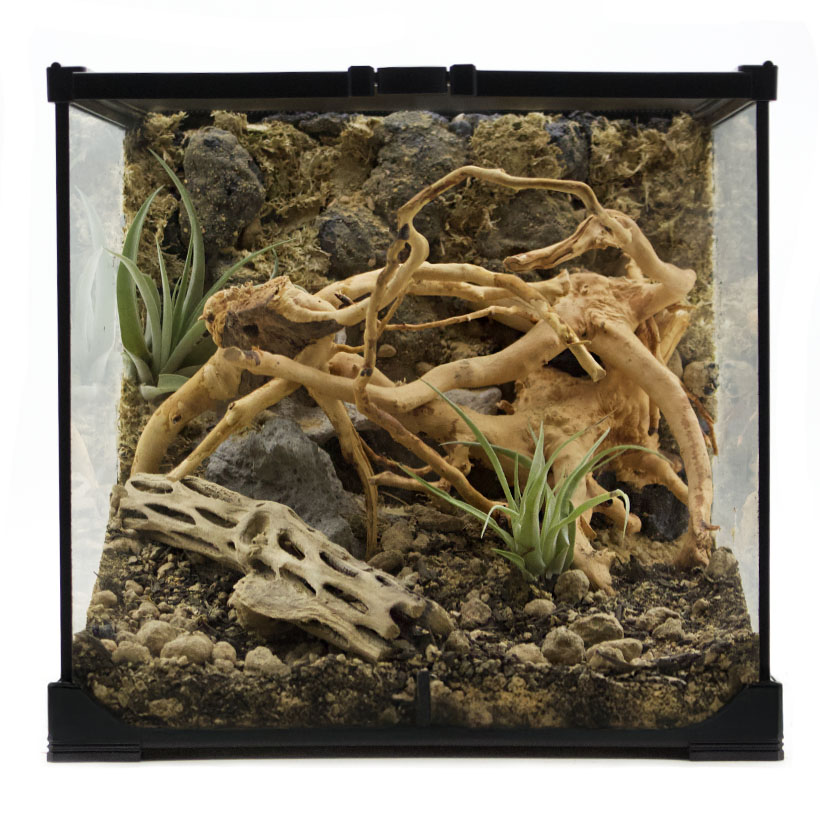 So richtest du dein Brachypelma-Terrarium artgerecht ein