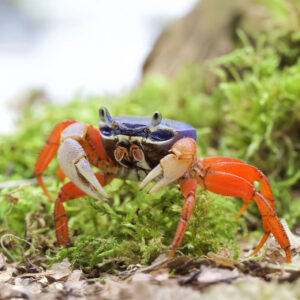 Cardisoma armatum "Harlekinkrabbe"- Seite