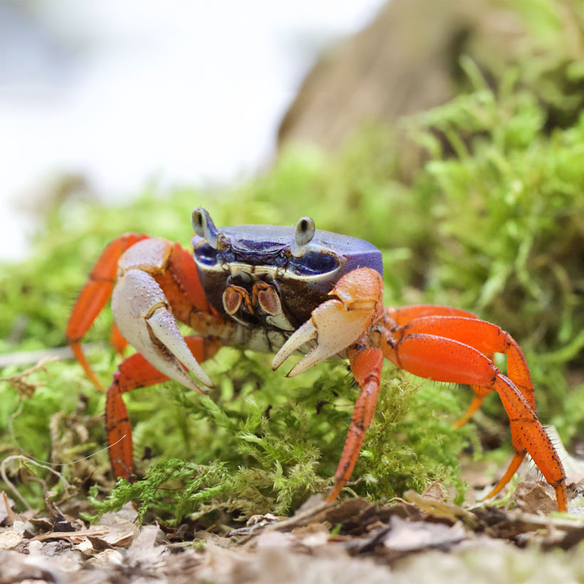 Cardisoma armatum "Harlekinkrabbe"- Seite