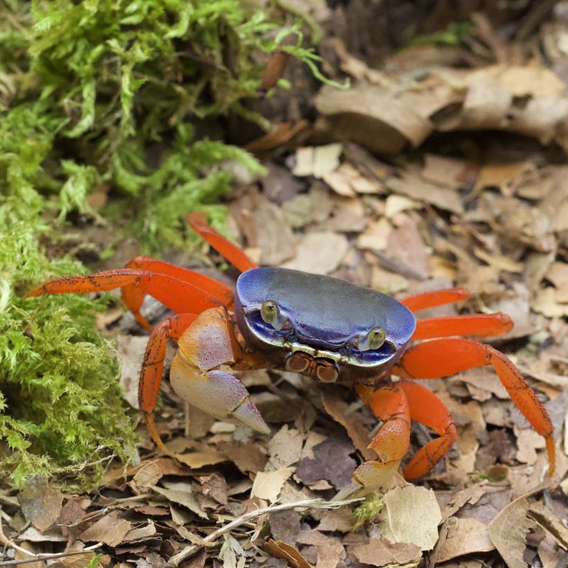 Cardisoma armatum "Harlekinkrabbe"