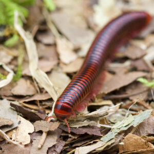 Centrobolus fulgidus