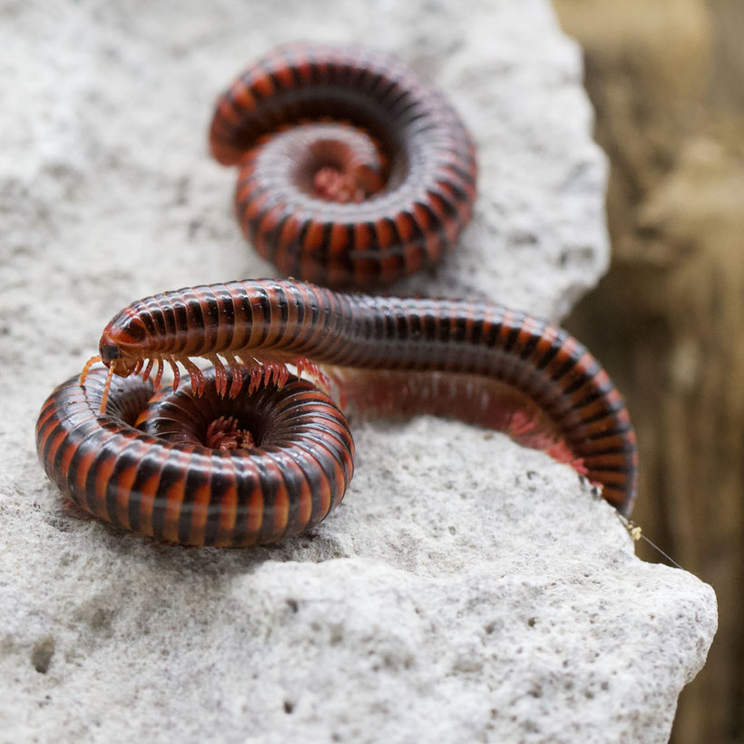 Centrobolus fulgidus 3er Gruppe