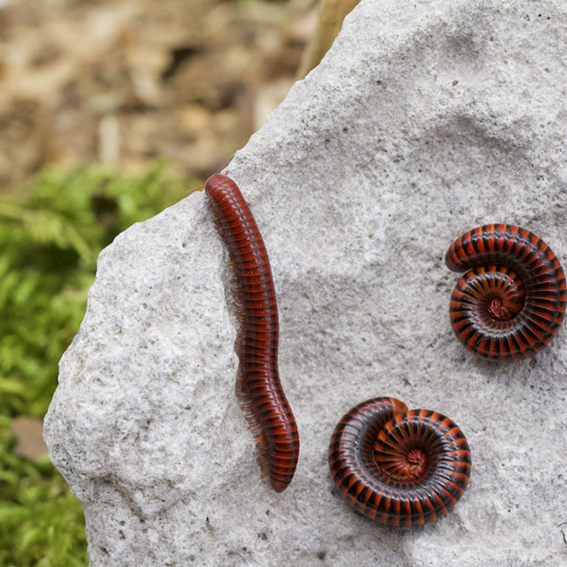 Centrobolus fulgidus Lavastein