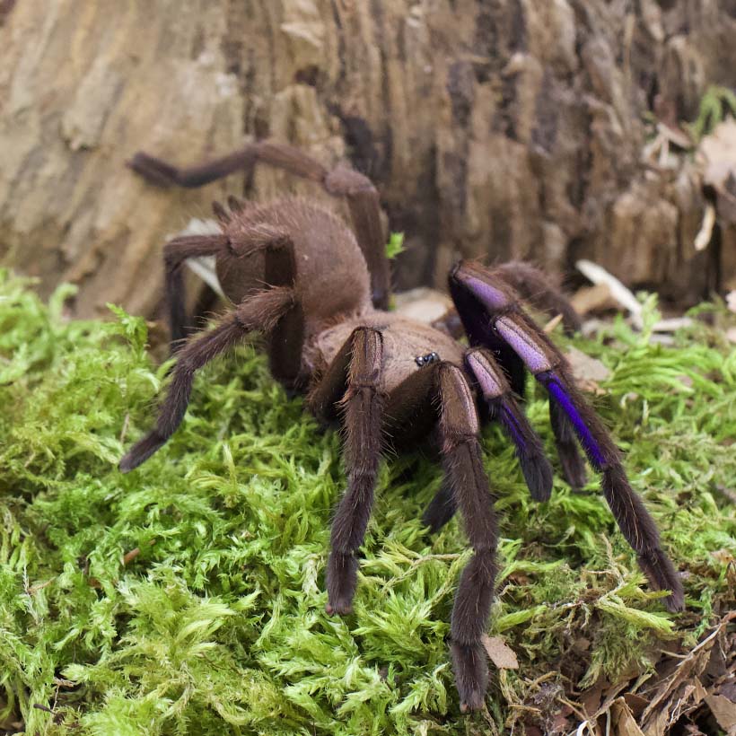 Chilobrachys natanicharum-Moos