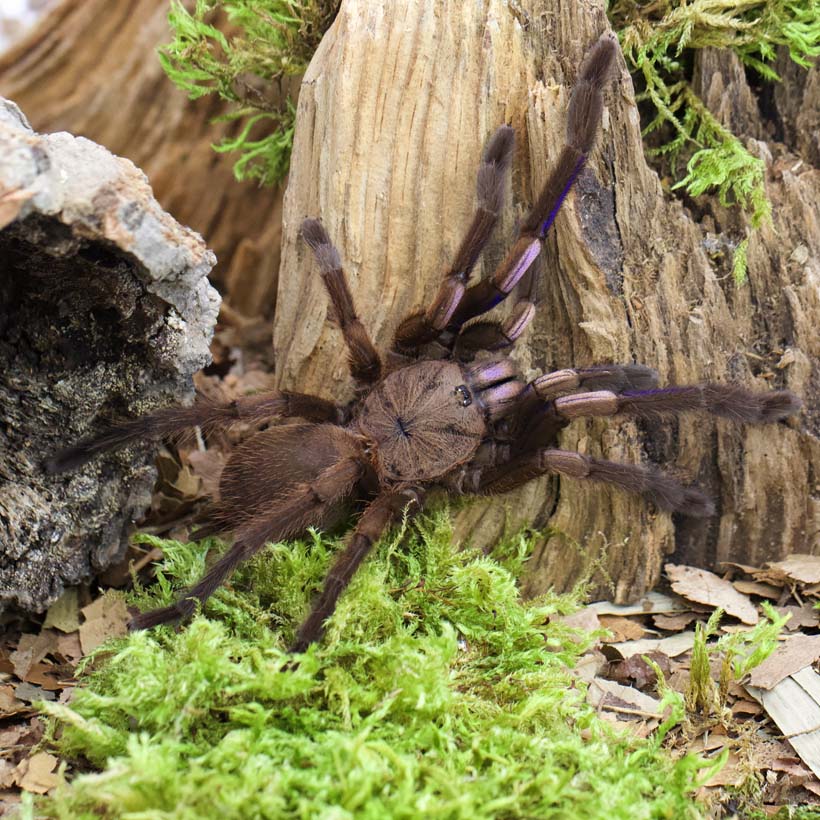 Chilobrachys natanicharum-Oben