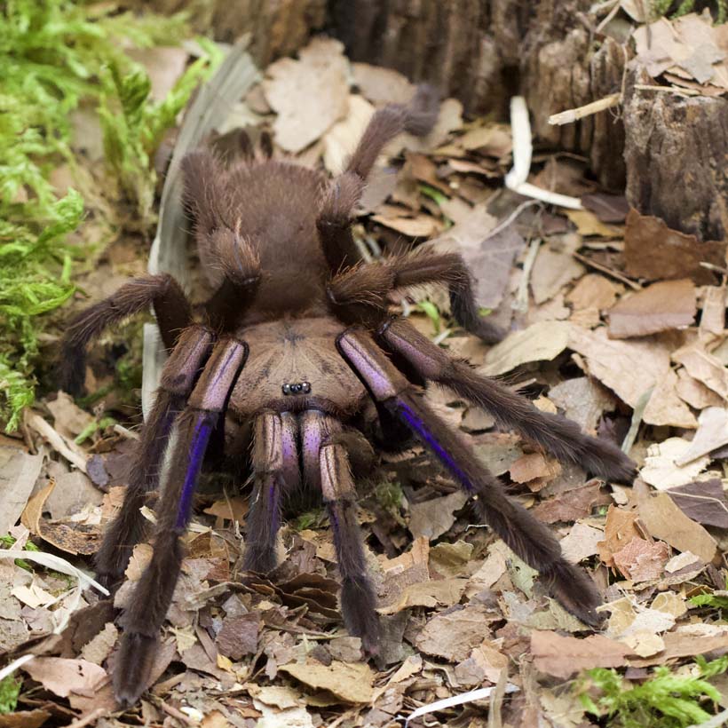 Chilobrachys natanicharum-Terrarium