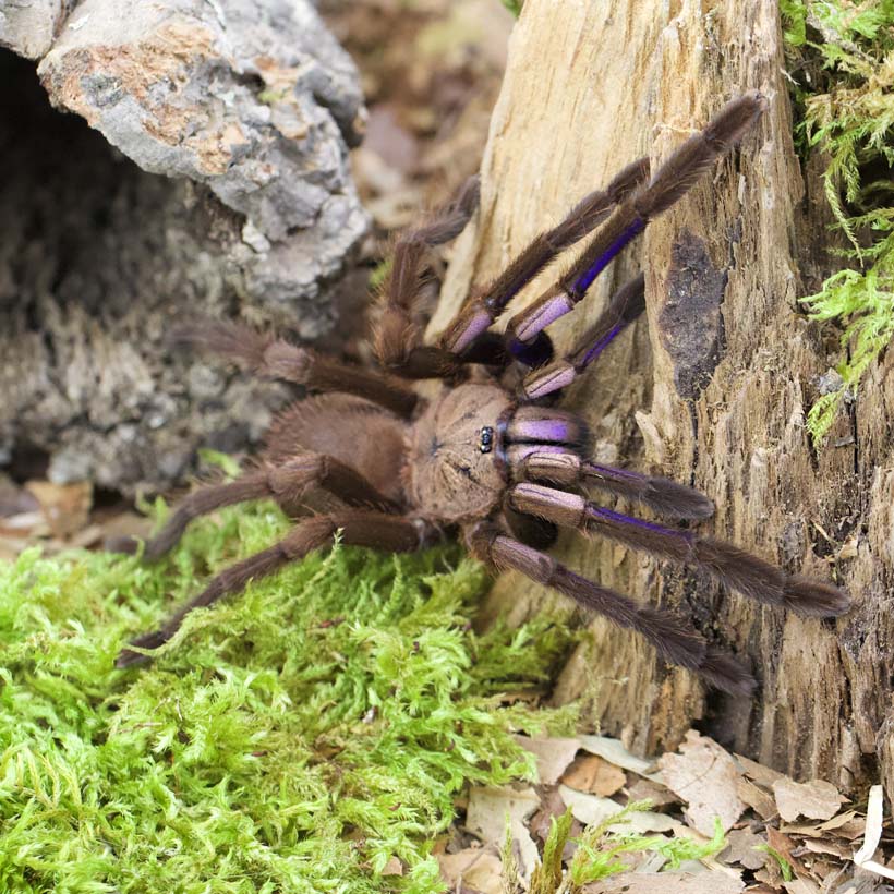Chilobrachys natanicharum-Vorne