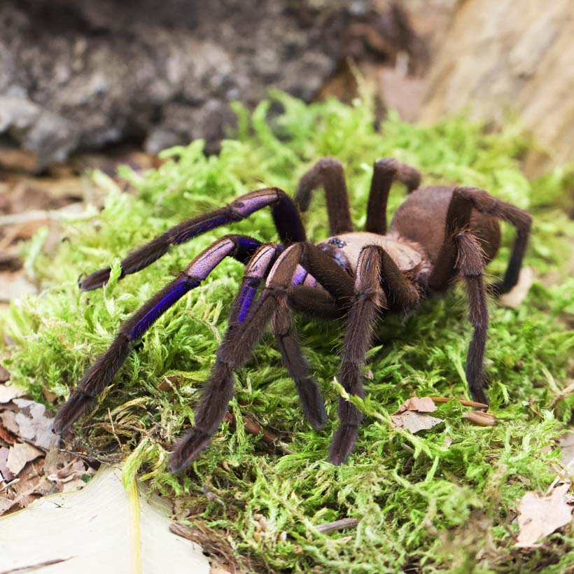 Chilobrachys natanicharum-Weibchen