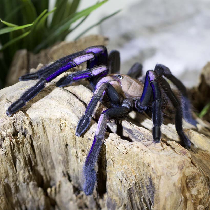 Chilobrachys natanicharum