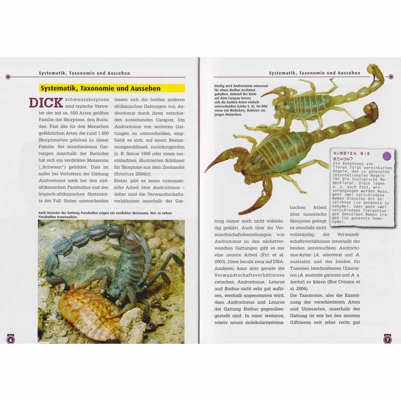 Der Dickschwanzskorpion – Bild 4