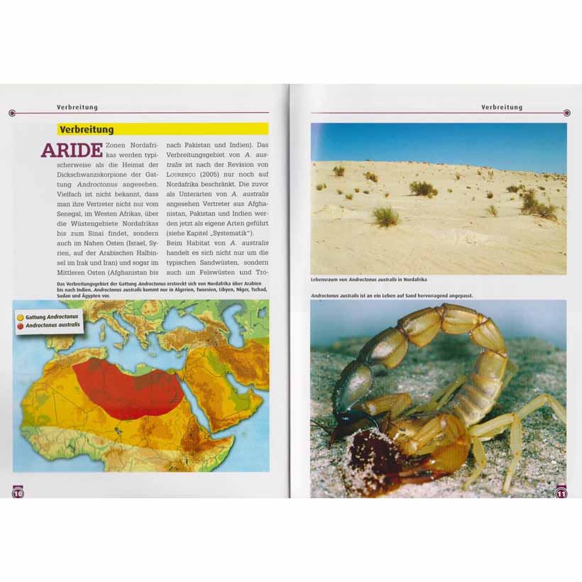Der Dickschwanzskorpion – Bild 3