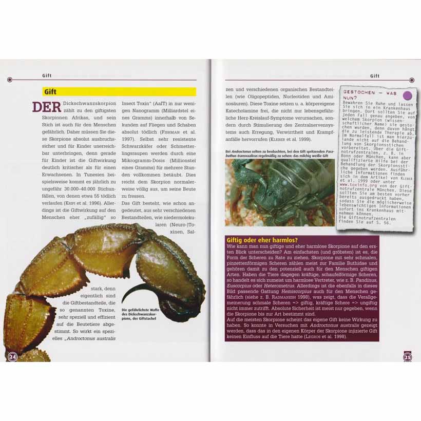 Der Dickschwanzskorpion – Bild 2