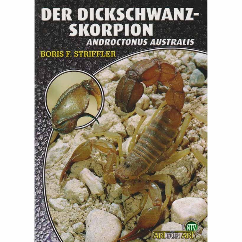 Der Dickschwanzskorpion