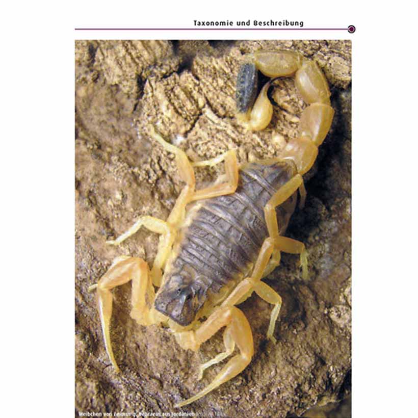 Der Fünfstreifen-Skorpion – Bild 2