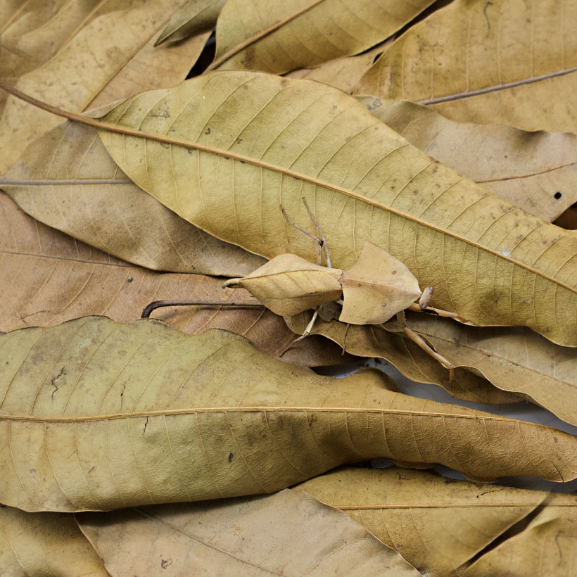 Deroplatys gorochovi-Mangoblätter