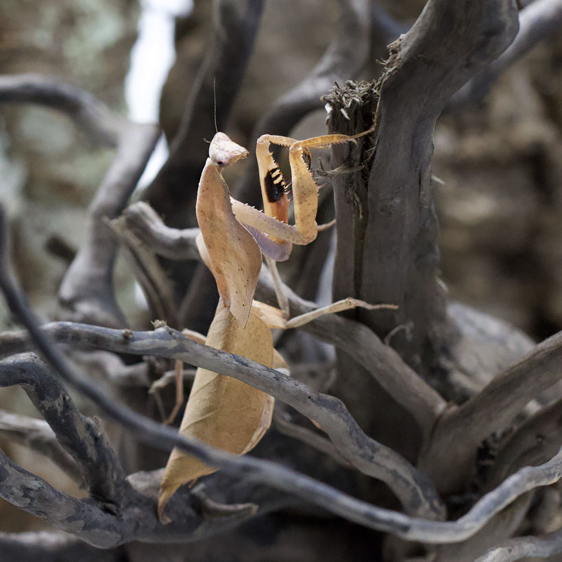 Deroplatys gorochovi-Seite