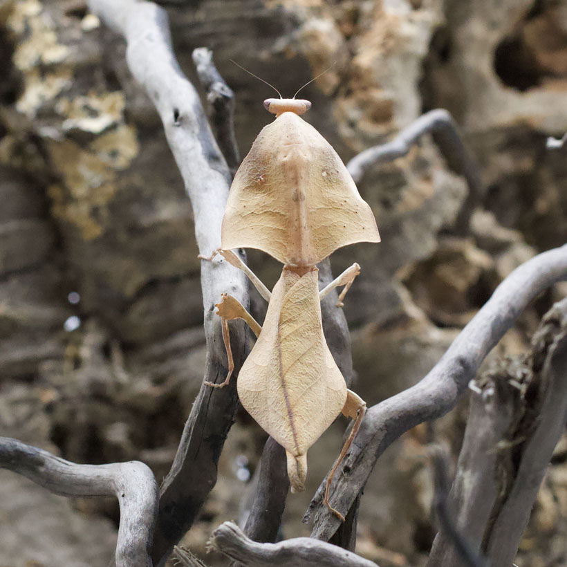 Deroplatys gorochovi