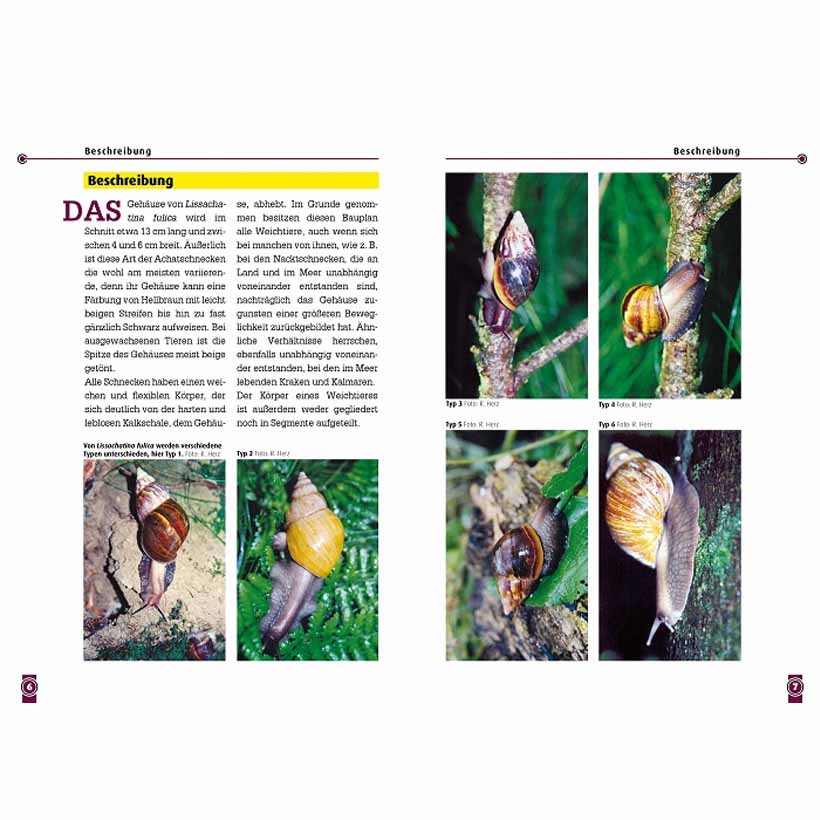 Die Afrikanische Riesenschnecke – Bild 2